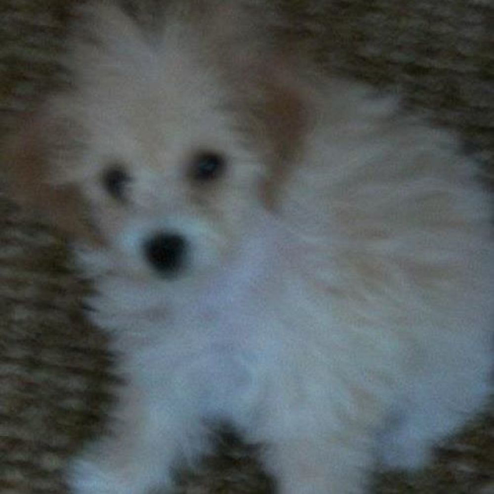 Meet your Posher, Rene